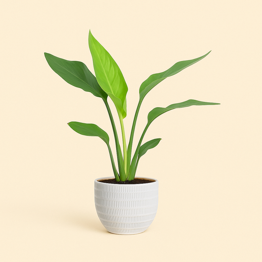 Strelitzia Reginea Incl. Beau Pot Wit - H 40 cm - Ø 12 cm