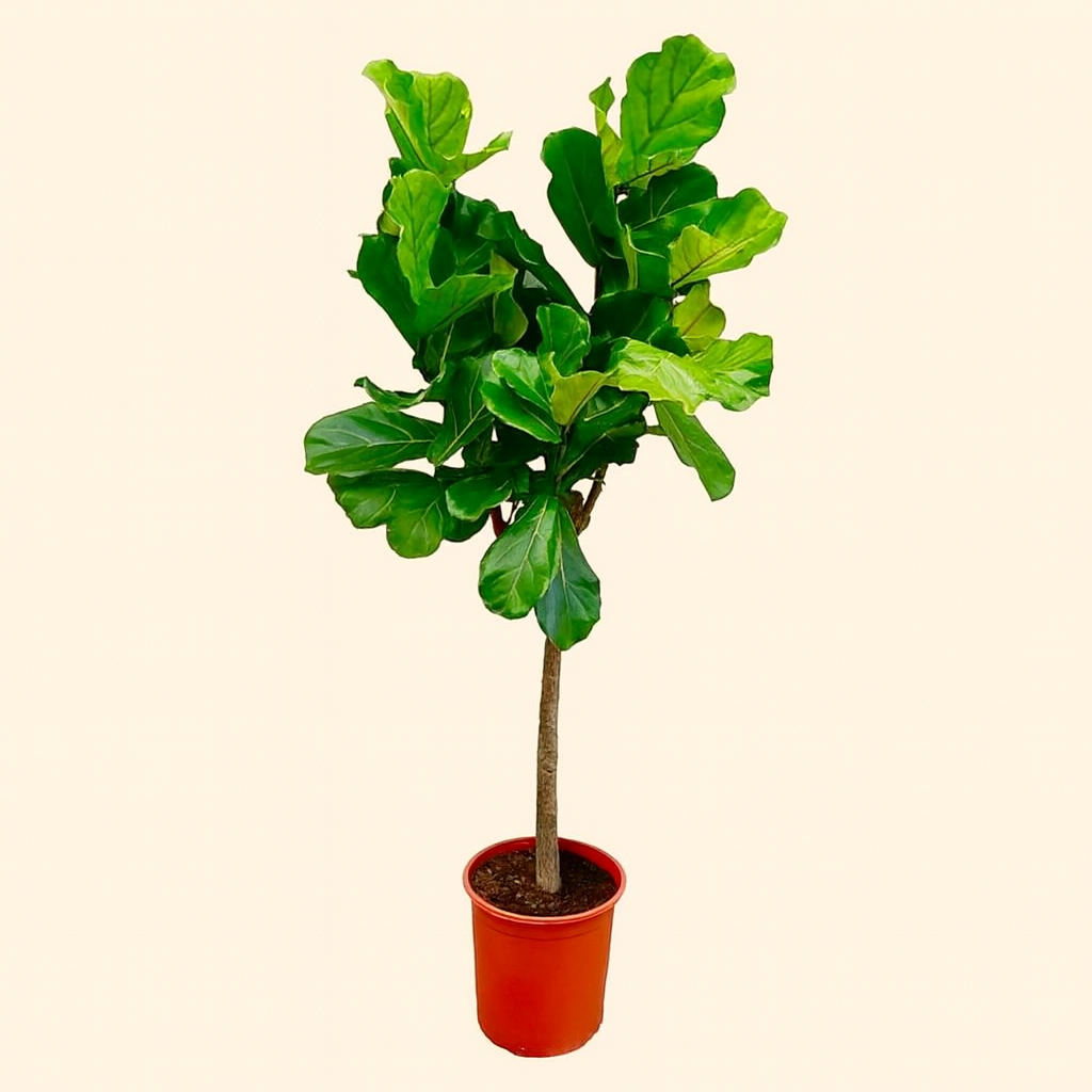 Ficus Lyrata Boom - H 160 cm - Ø 27 cm