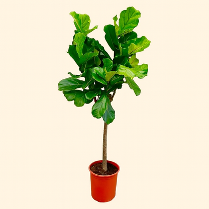 Ficus Lyrata Boom - H 160 cm - Ø 27 cm