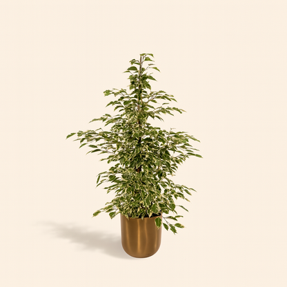 Ficus Benjamina Twilight Incl. Bloempot Mayk Goud - H 95 cm - Ø 21 cm