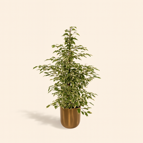 Ficus Benjamina Twilight Incl. Bloempot Mayk Goud - H 95 cm - Ø 21 cm