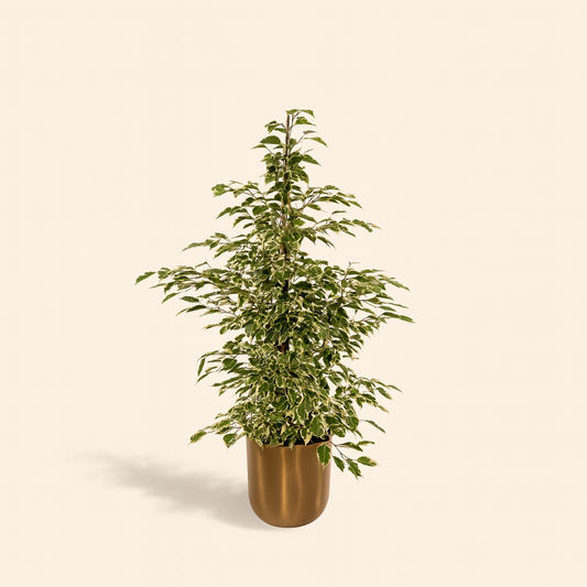 Ficus Benjamina Twilight Incl. Bloempot Mayk Goud - H 95 cm - Ø 21 cm