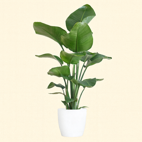 Strelitzia Nicolai Incl. Viber Pot Wit - H 80 cm - Ø 21 cm