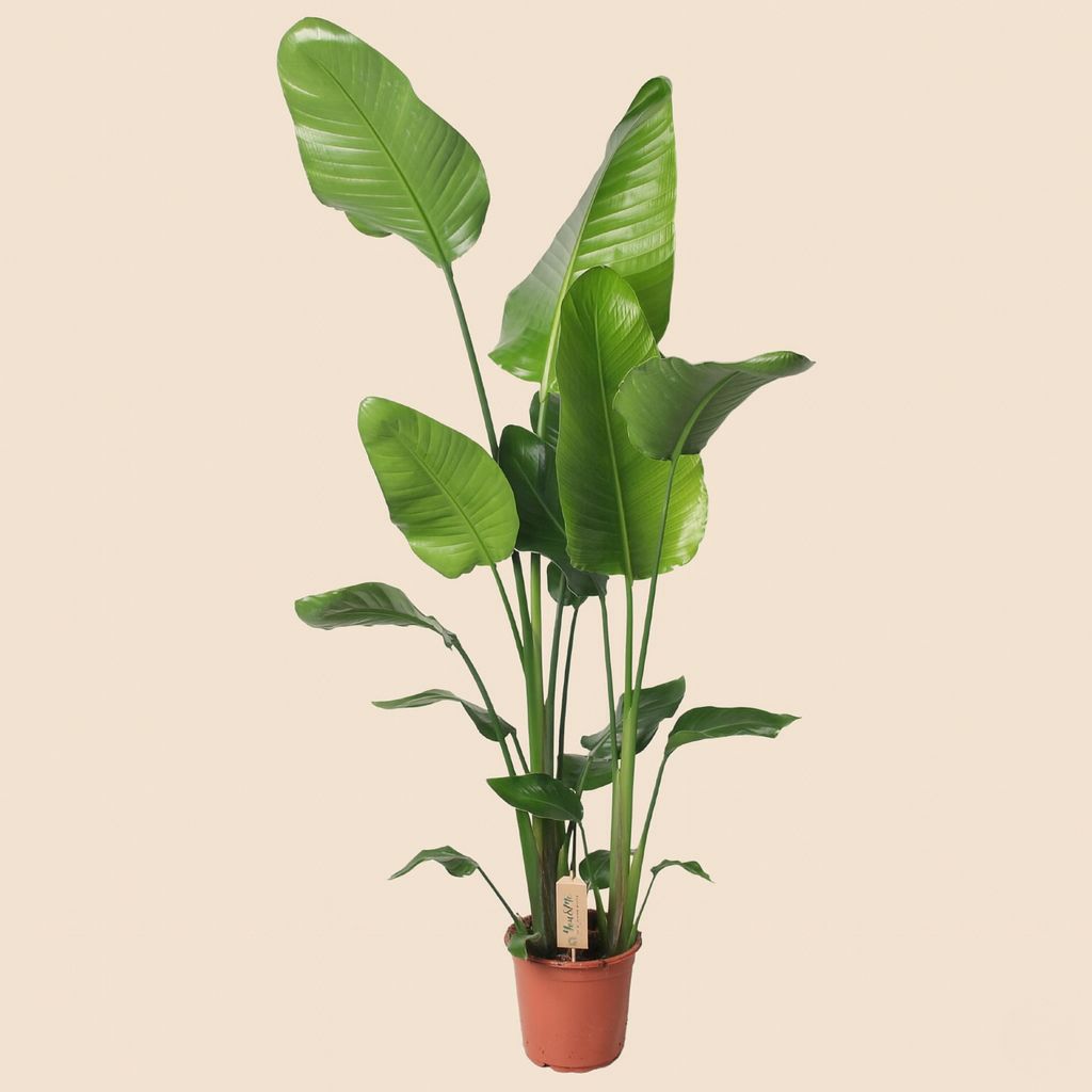 Strelitzia Nicolai - H 130 cm - Ø 21 cm