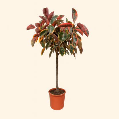 Ficus Elastica Belize op stam - H 130 cm - Ø 24 cm