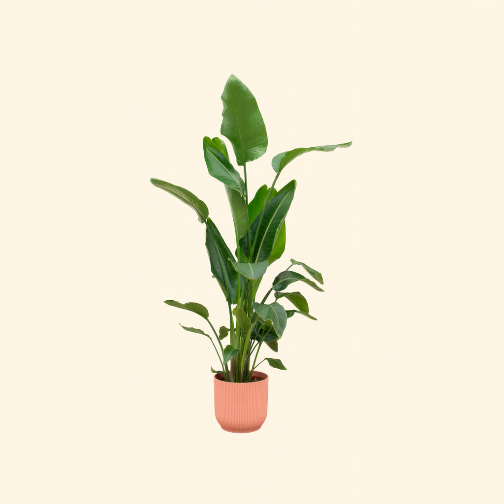 Strelitzia Nicolai Incl. Elho Bloempot Vibes Roze - H 160 cm - Ø 30 cm