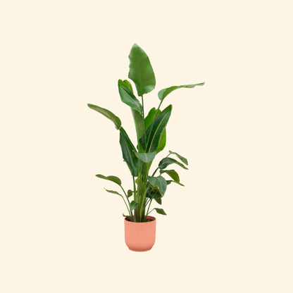Strelitzia Nicolai Incl. Elho Bloempot Vibes Roze - H 160 cm - Ø 30 cm