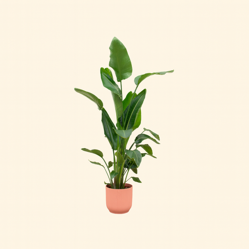 Strelitzia Nicolai Incl. Elho Bloempot Vibes Roze - H 160 cm - Ø 30 cm
