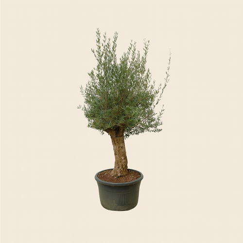 Olea Europaea Bonsai - H 250 cm- Ø 65 cm