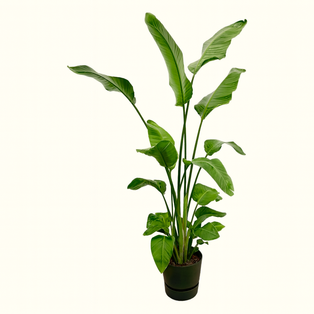 Strelitzia Nicolai Incl Elho Greenville Bloempot Zwart - H 160 cm - Ø 30 cm