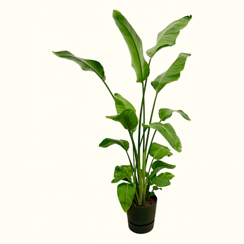 Strelitzia Nicolai Incl Elho Greenville Bloempot Zwart - H 160 cm - Ø 30 cm