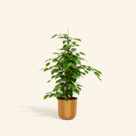 Ficus Benjamina Danielle Incl. Bloempot Mayk Goud - H 95 cm - Ø 21 cm