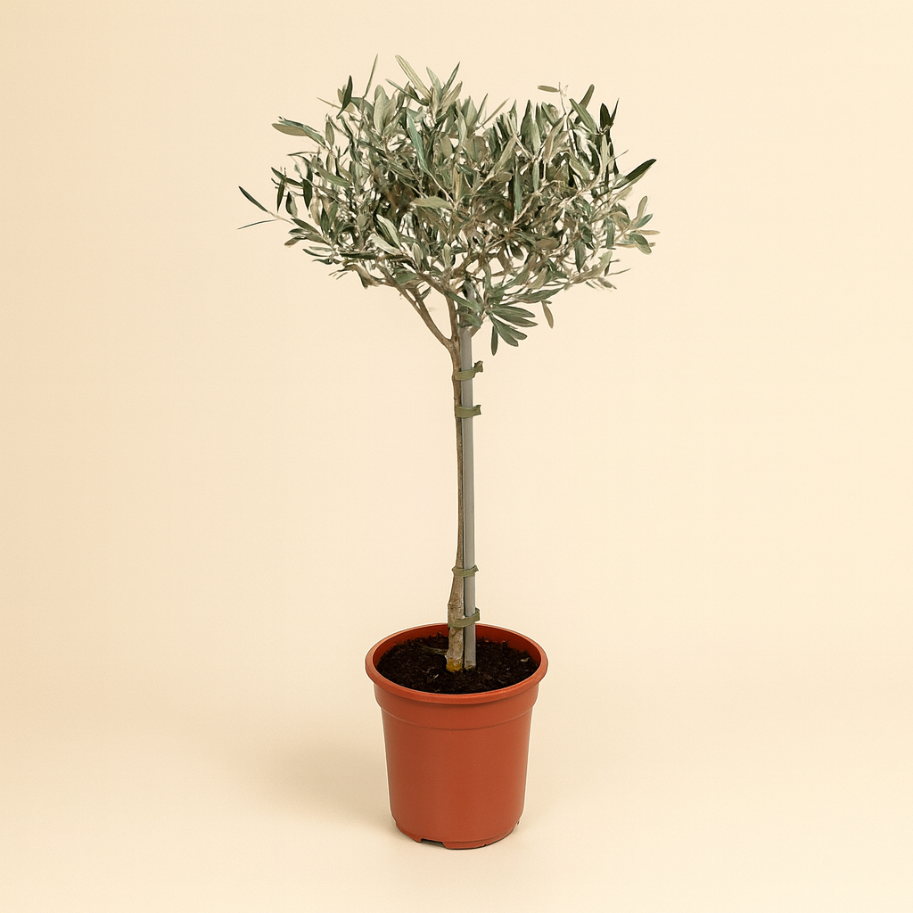 Olea Europaea - H 90 cm - Ø 19 cm