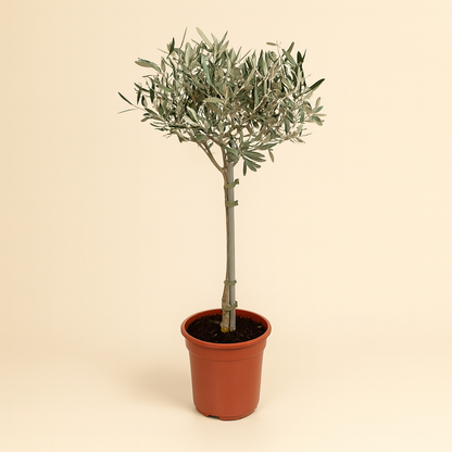 Olea Europaea - H 90 cm - Ø 19 cm