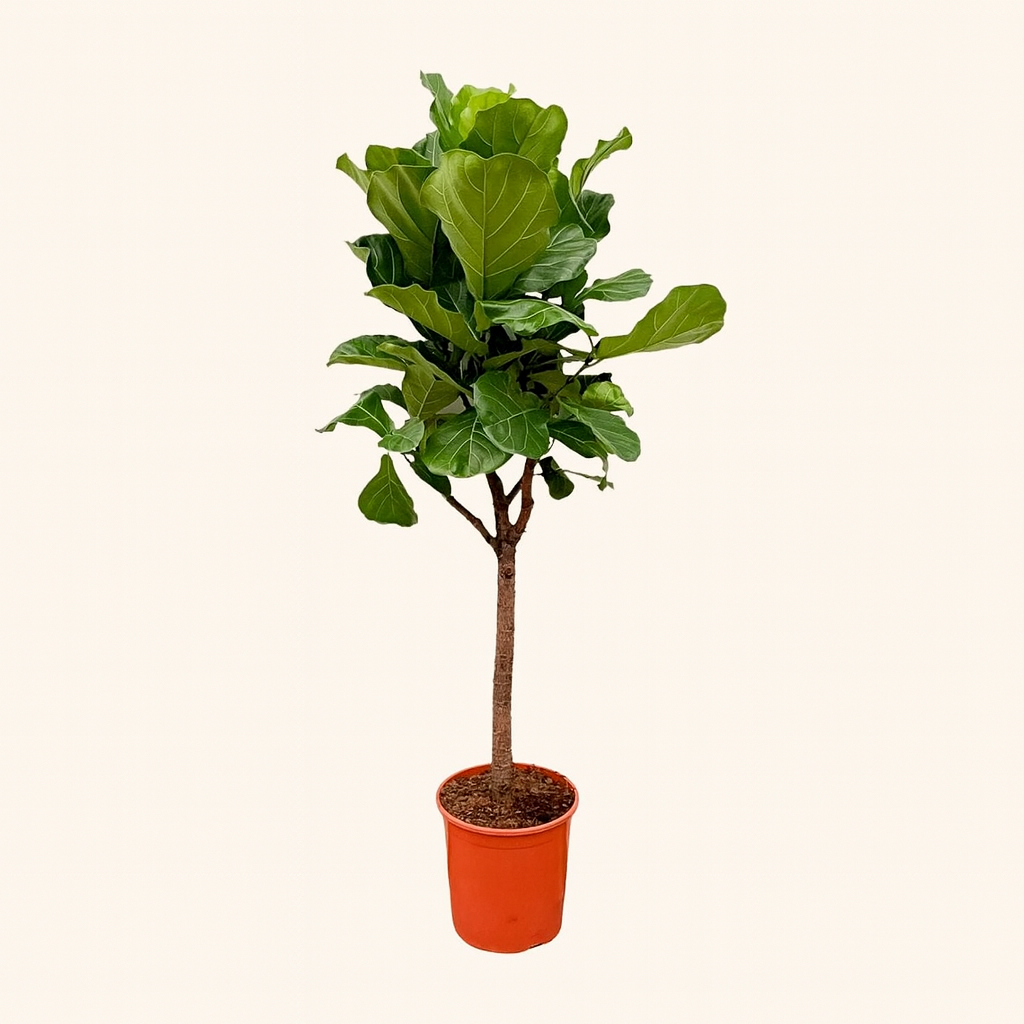 Ficus Lyrata Boom - H 180 cm - Ø 30 cm