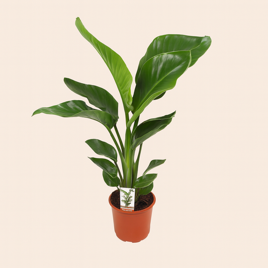 Strelitzia Nicolai  - H 70 cm - Ø 17 cm