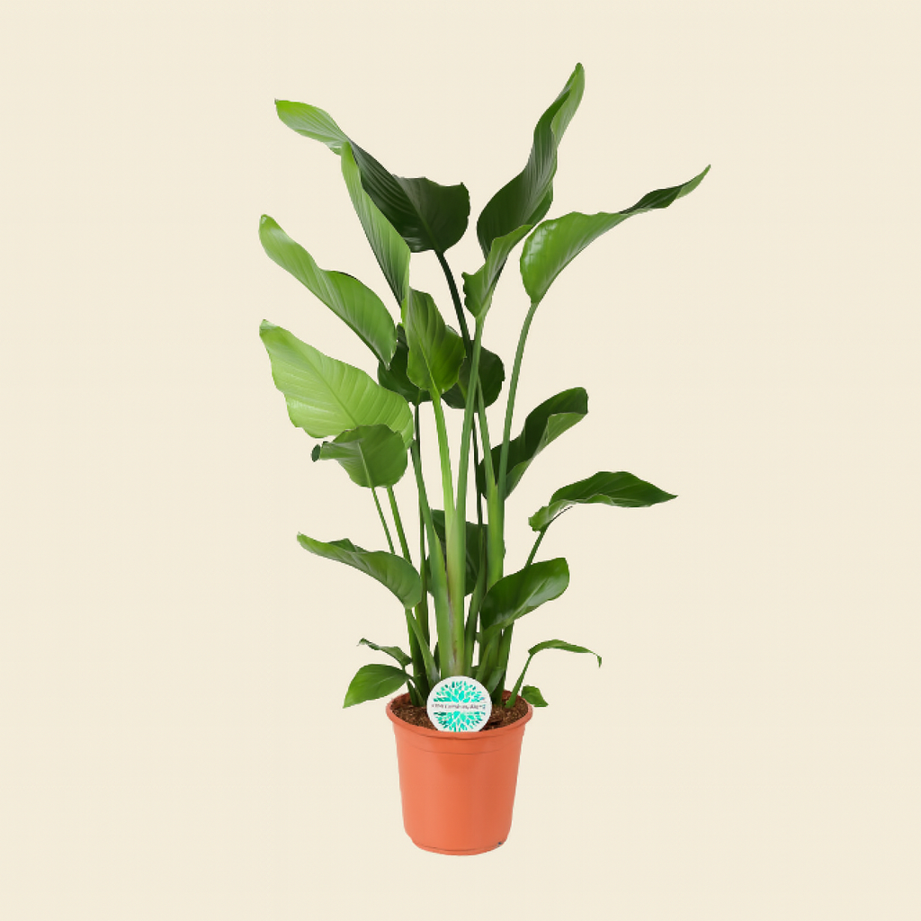 Strelitzia Nicolai - H 110 cm - Ø 24 cm