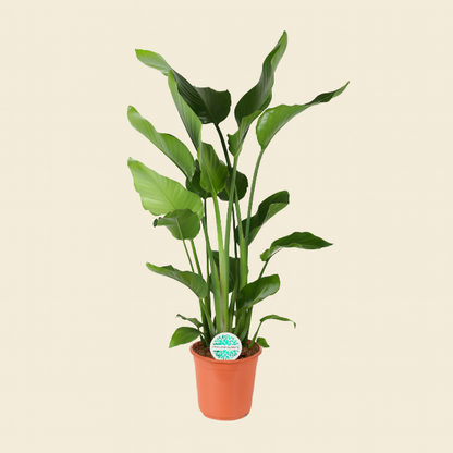 Strelitzia Nicolai - H 110 cm - Ø 24 cm