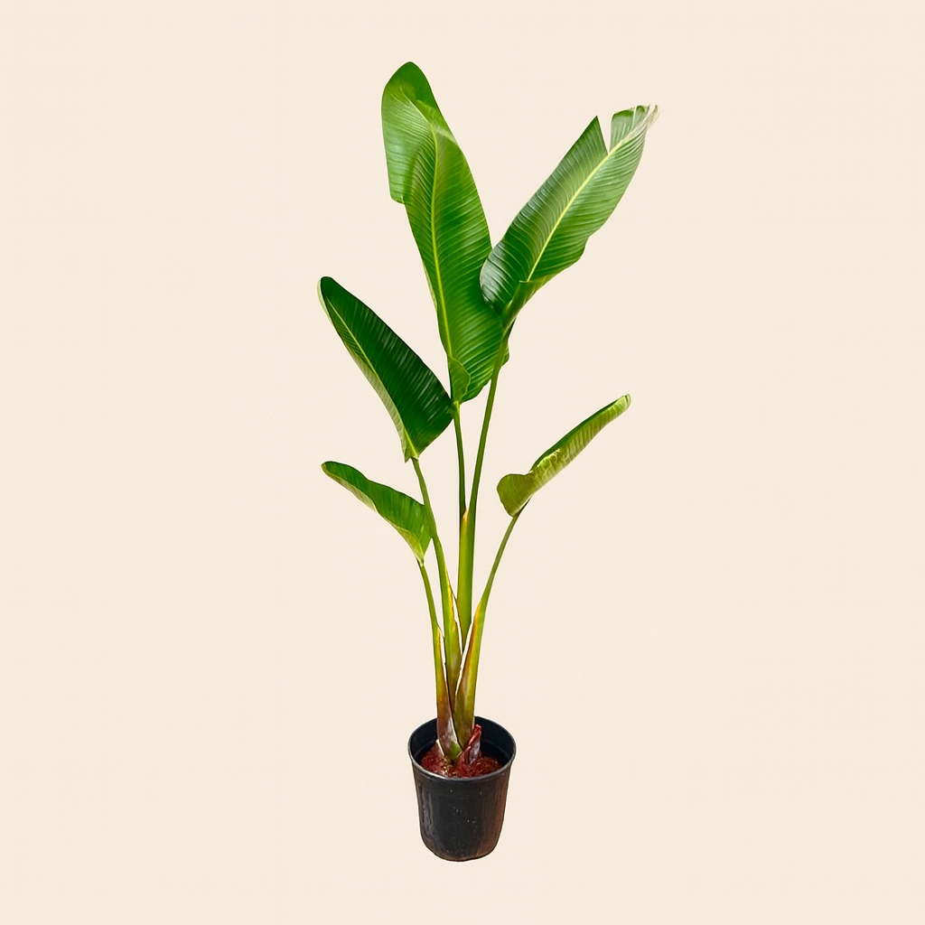 Strelitzia Augusta - H 210 cm - Ø 30 cm