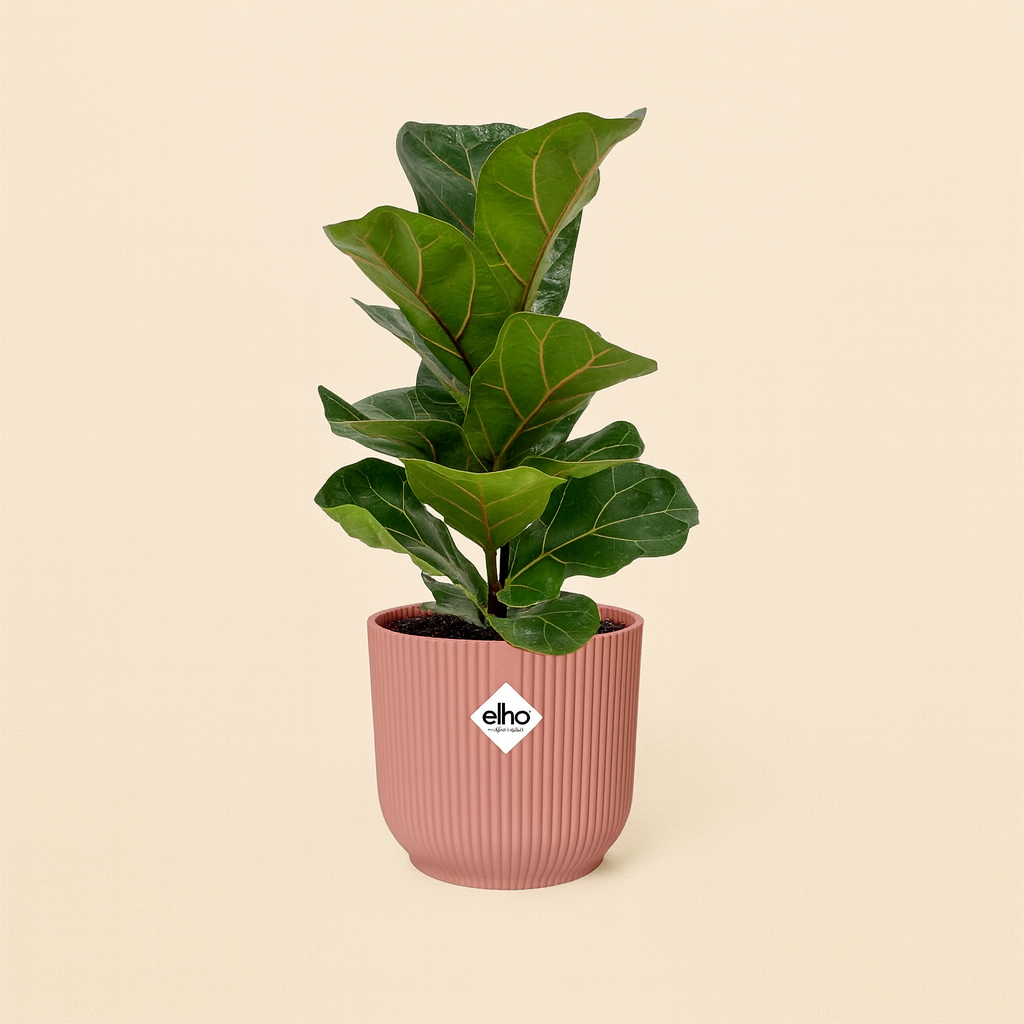Ficus Lyrata Bambino Incl. Elho Vibes Roze - H 40 cm - Ø 14 cm