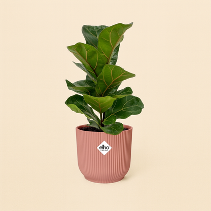 Ficus Lyrata Bambino Incl. Elho Vibes Roze - H 40 cm - Ø 14 cm