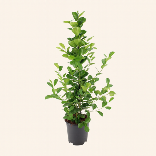 Ficus microcarpa Moclame - H 95 cm - Ø 21 cm