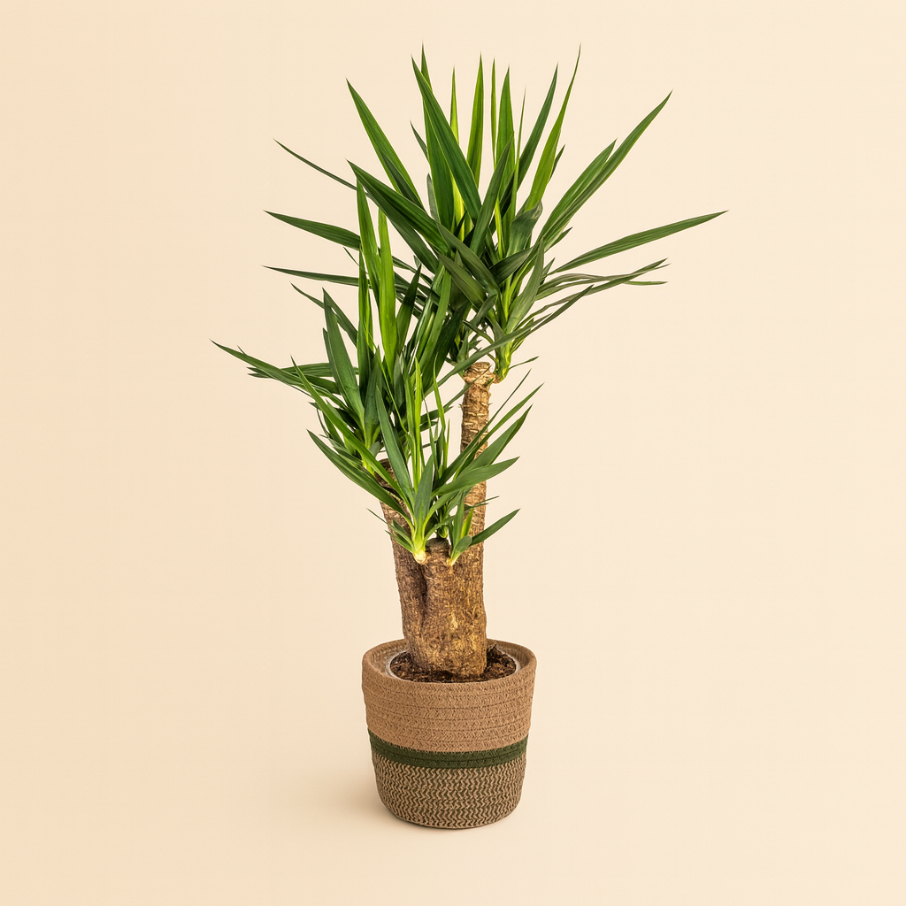 Yucca Elephantipes Vertakt Incl. Porto Mand - H 90 cm - Ø 24 cm