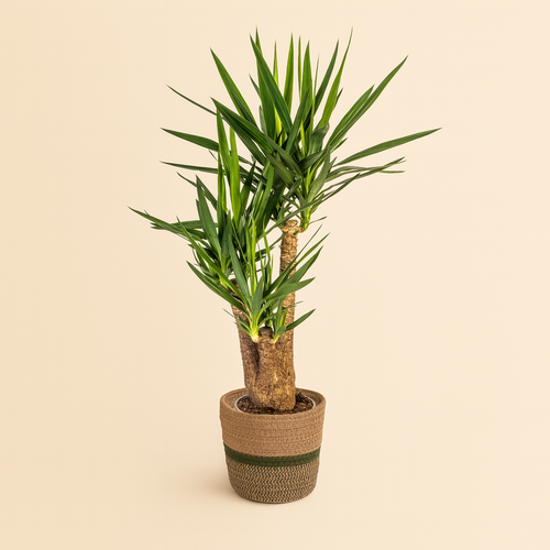 Yucca Elephantipes Vertakt Incl. Porto Mand - H 90 cm - Ø 24 cm