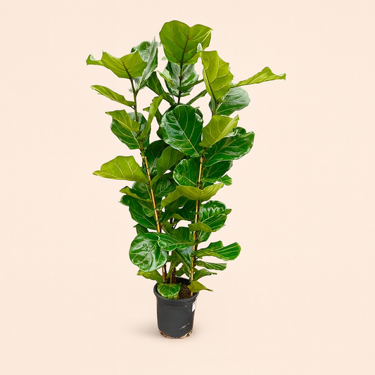 Ficus Lyrata Struik - H 155 cm - Ø 27 cm