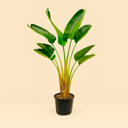Strelitzia Augusta - H 160 cm - Ø 21-24 cm