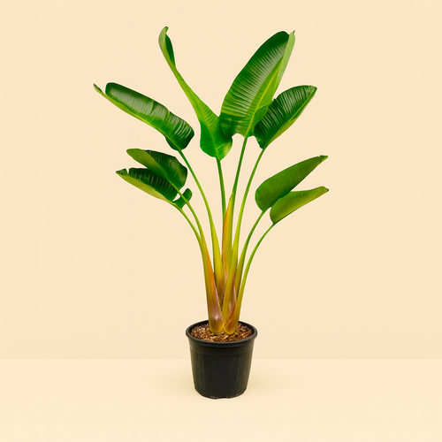 Strelitzia Augusta - H 160 cm - Ø 21-24 cm