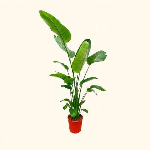 Strelitzia Nicolai - H 200 cm - Ø 30 cm