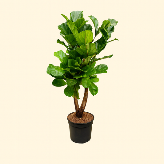 Ficus Lyrata Vertakt XL - H 200 cm - Ø 32 cm