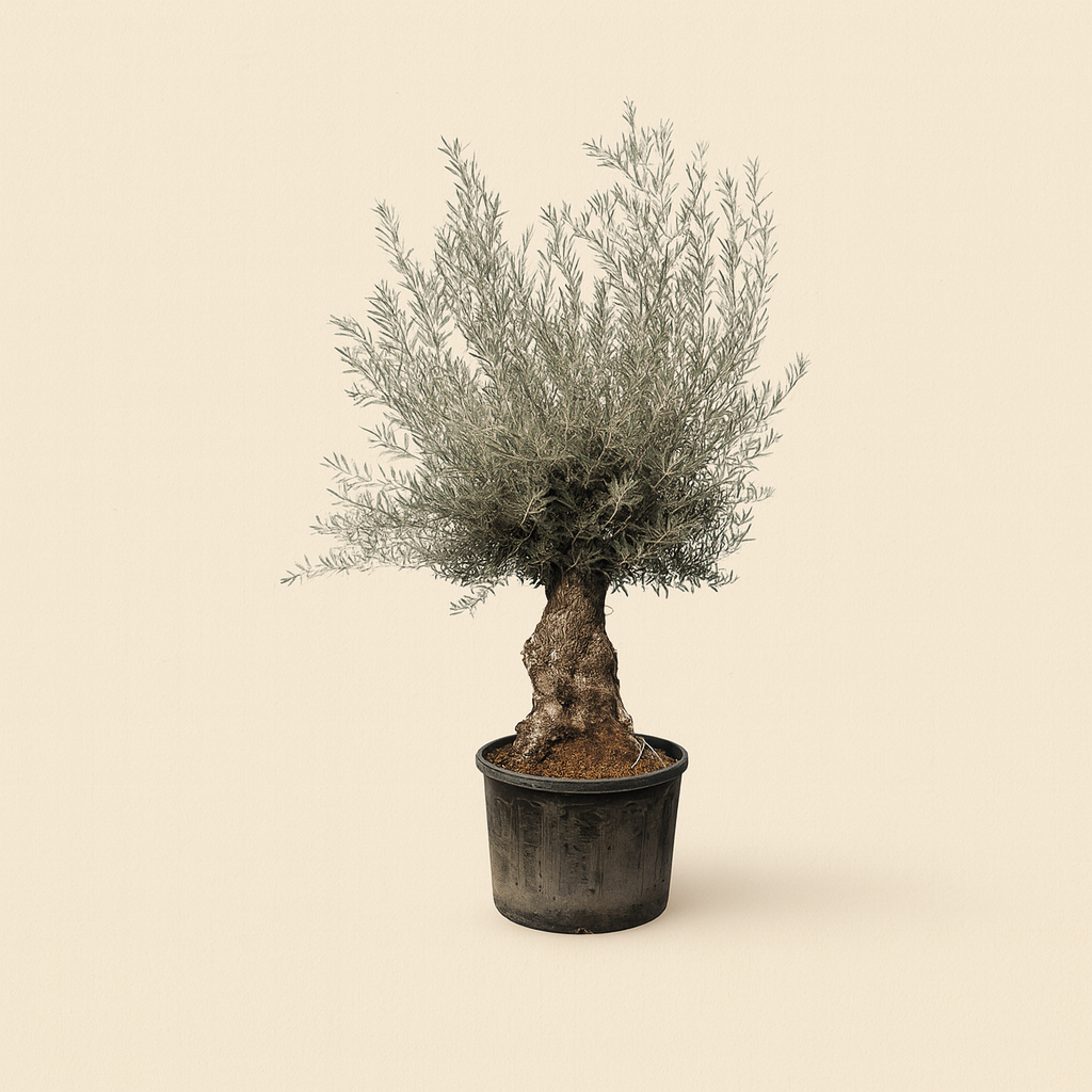 Olea Europaea Bonsai XXL - H 270 cm- Ø 80 cm