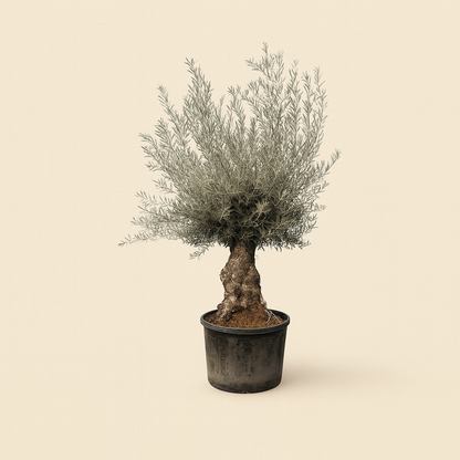 Olea Europaea Bonsai XXL - H 270 cm- Ø 80 cm
