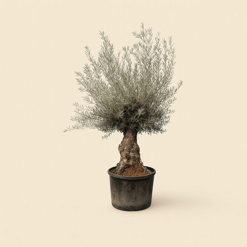 Olea Europaea Bonsai XXL - H 270 cm- Ø 80 cm