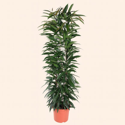 Ficus Alii King Zuil - H 150 cm - Ø 29 cm