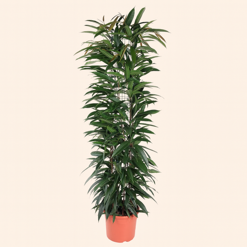 Ficus Alii King Zuil - H 150 cm - Ø 29 cm