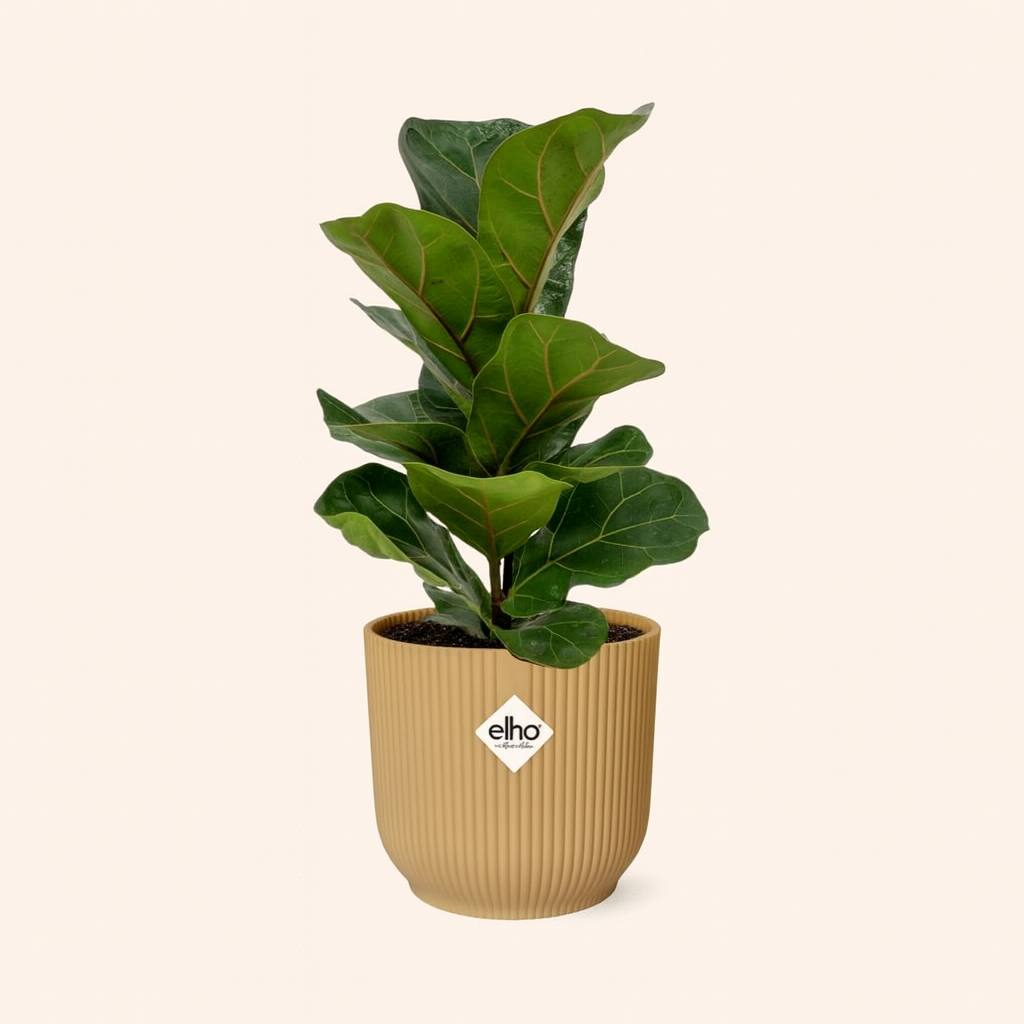Ficus Lyrata Bambino Incl. Elho Vibes Geel - H 40 cm - Ø 14 cm