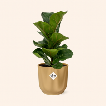 Ficus Lyrata Bambino Incl. Elho Vibes Geel - H 40 cm - Ø 14 cm