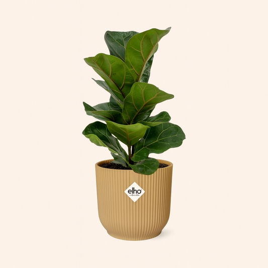 Ficus Lyrata Bambino Incl. Elho Vibes Geel - H 40 cm - Ø 14 cm