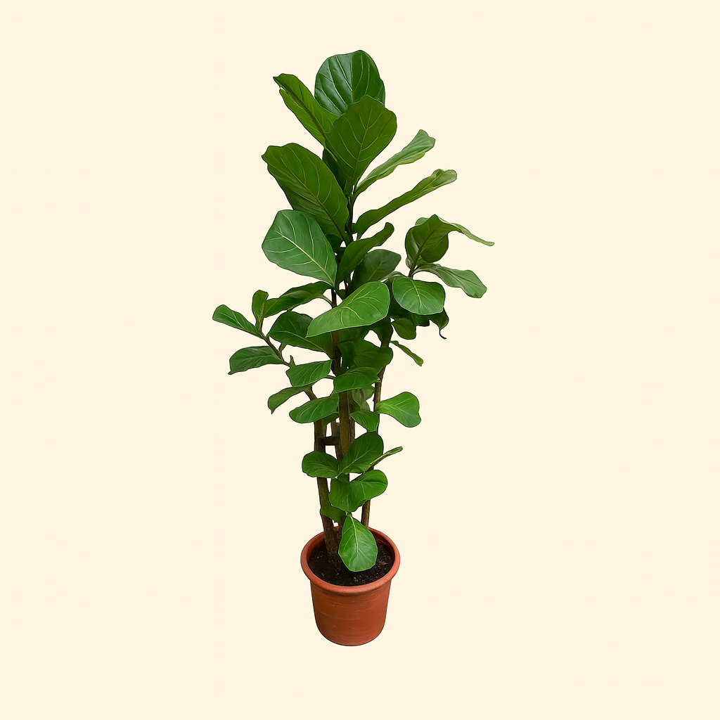 Ficus Lyrata Vertakt XXL - H 220 cm - Ø 40 cm