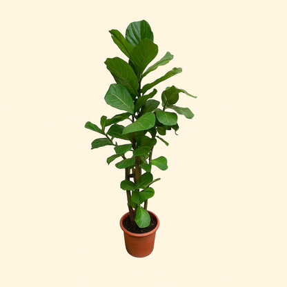 Ficus Lyrata Vertakt XXL - H 220 cm - Ø 40 cm