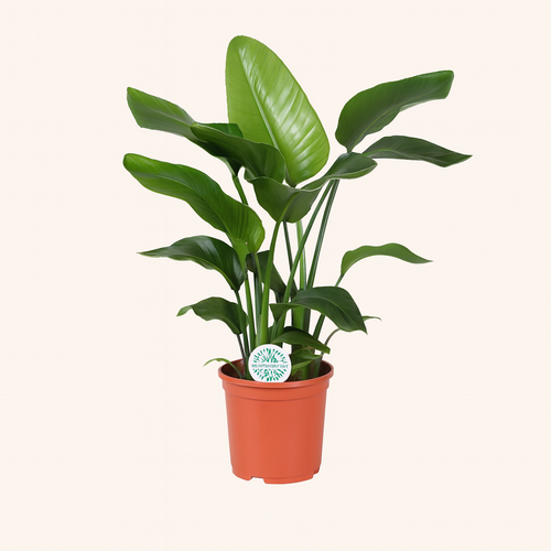 Strelitzia Nicolai - H 80 cm - Ø 21 cm