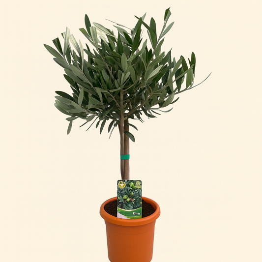 Olea Europaea Op Stam - H 60 cm - Ø 15 cm