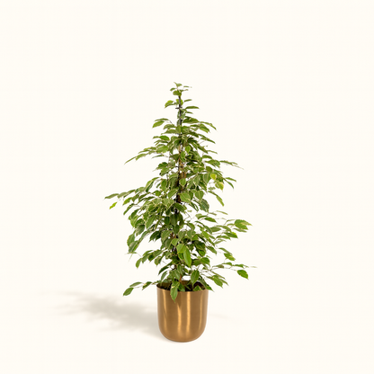 Ficus Benjamina Goldenking Incl. Bloempot Mayk Goud - H 95 cm - Ø 21 cm