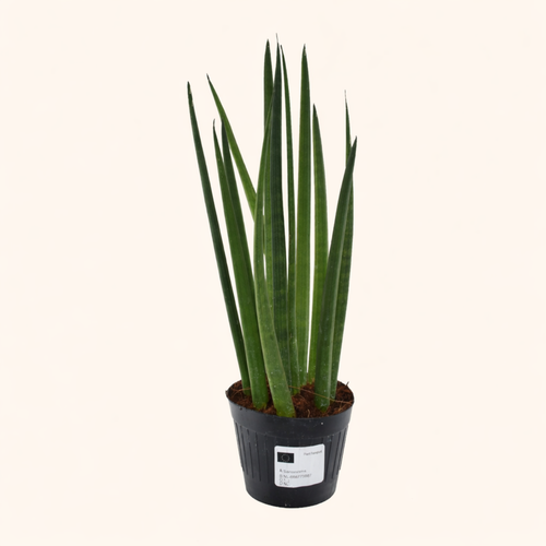 Sansevieria Cylindrica Bacularis / Mikado  - H 40 cm - Ø 12 cm