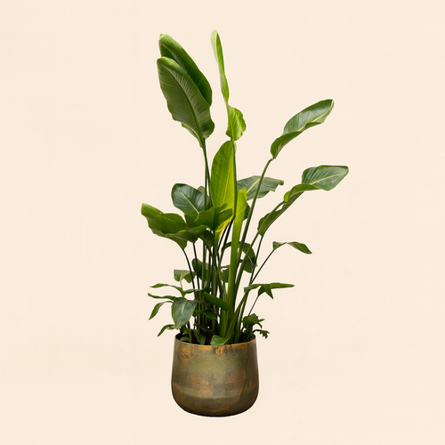Strelitzia Nicolai De Luxe XL - H 250 cm - Ø 40 cm