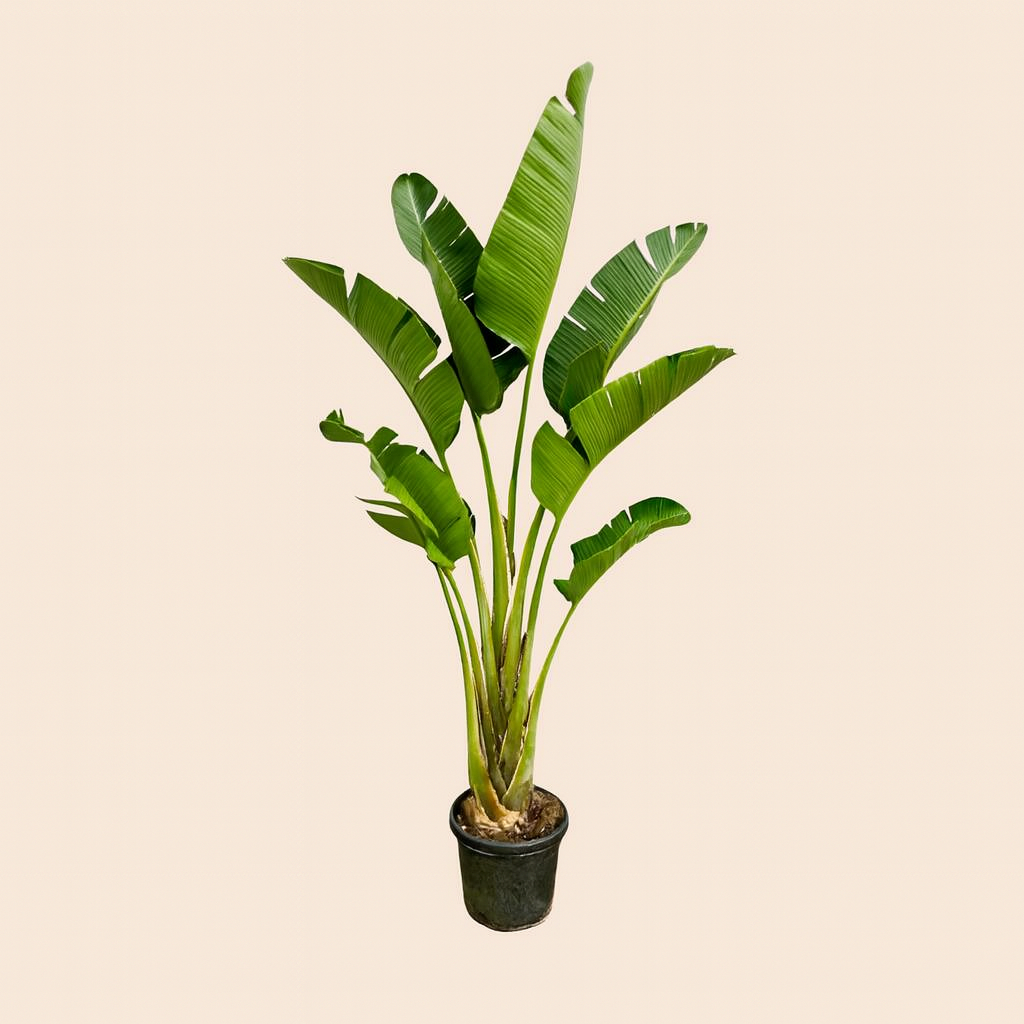 Strelitzia Augusta - H 250 cm - Ø 45 cm