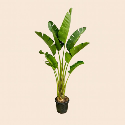 Strelitzia Augusta - H 250 cm - Ø 45 cm